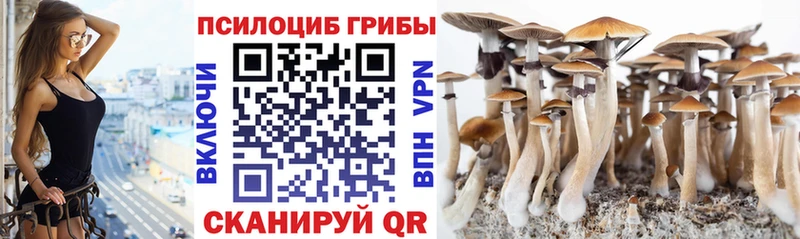 Купить закладки  Каменка  Псилоцибиновые грибы Psilocybe 